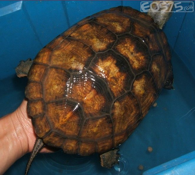 日本石龟价格_日本石龟多少钱_出售日本石龟_快步 ...