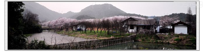 吼山桃花及委婉山樱花|旅行四方 - 绍兴e网论坛