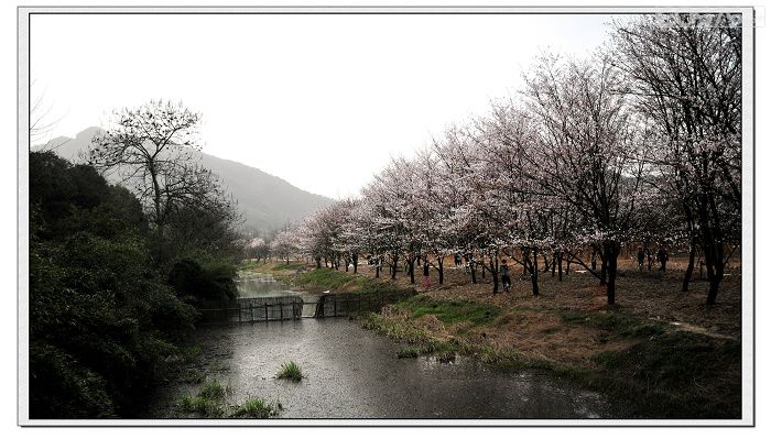 吼山桃花及委婉山樱花|旅行四方 - 绍兴e网论坛