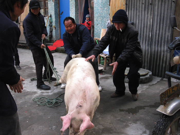 20110115腊月杀年猪