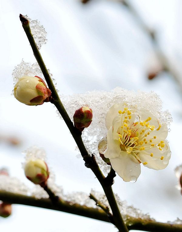 雪中梅