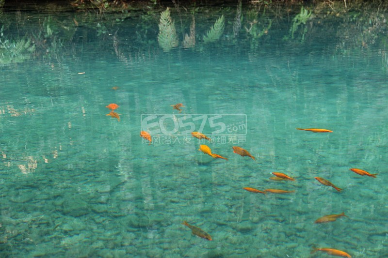 雁荡镇海鲜_雁荡八景_海鲜火锅(4)