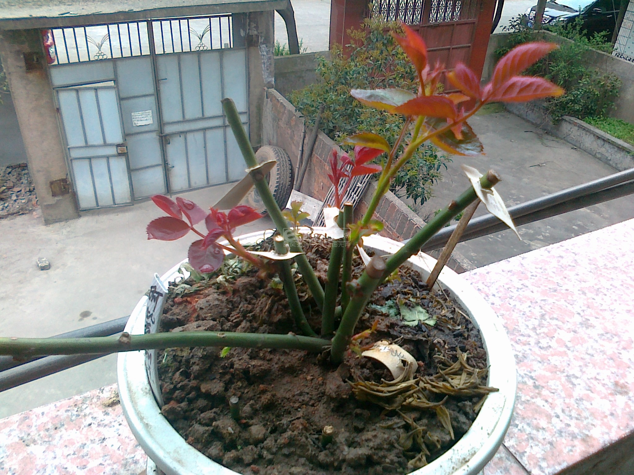 һǾޱϼ޽¼
