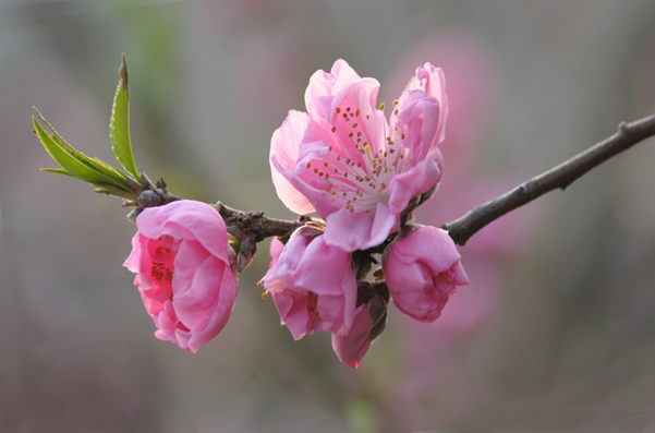 粉晕儿_粉鱼_桃之韵 _淘宝学堂