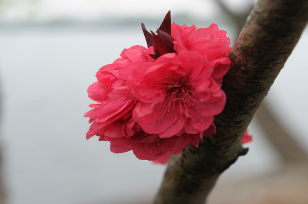 粉晕儿_粉鱼_桃之韵 _淘宝学堂