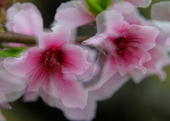 粉晕儿_粉鱼_桃之韵 _淘宝学堂