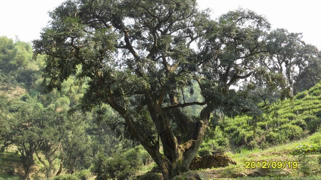 诸暨1300年的香榧王.会稽山榧群申报全球重要农业文化遗产