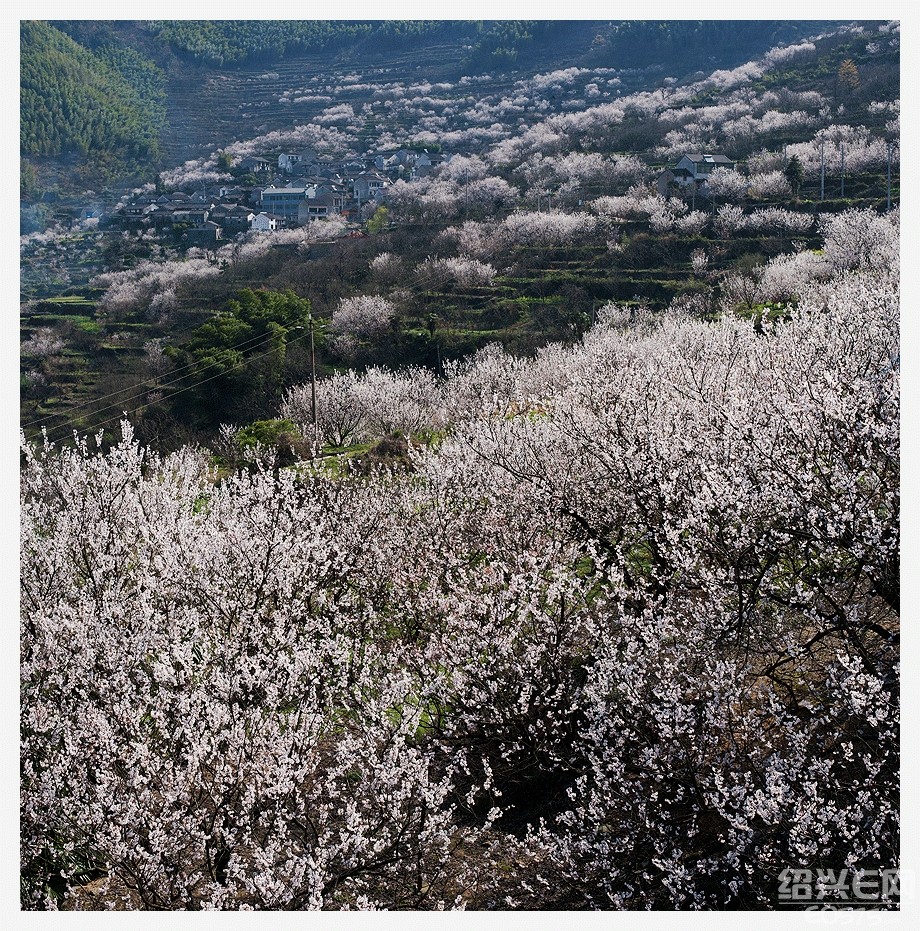 上虞的覆卮山樱花