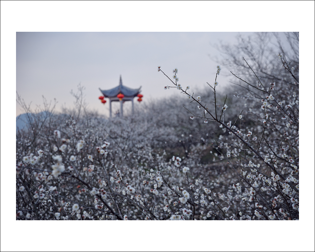 图说绍兴 香雪梅海~~~~~~2013.02.