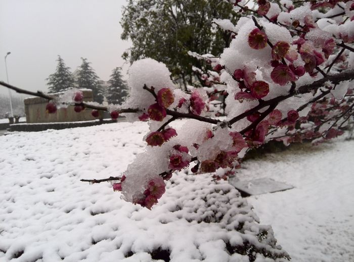 冬雪傲梅,另一番景色.