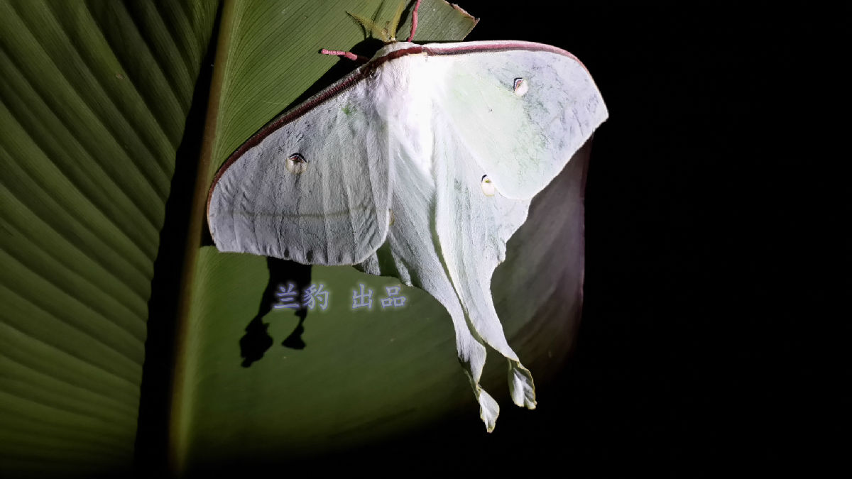 锹甲-蜘蛛精 -飞蛾