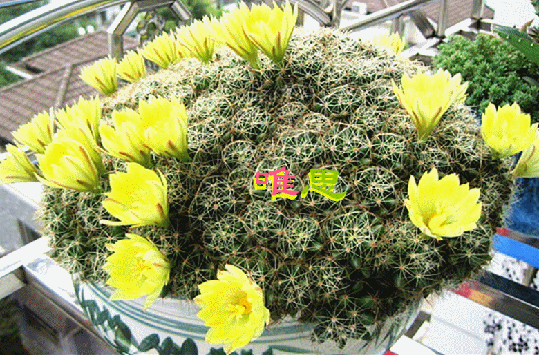 期待已久的花儿总算开了.(有更新)