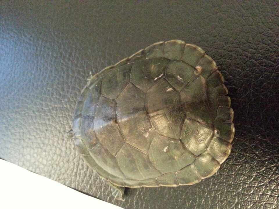 这乌龟背是怎么了
