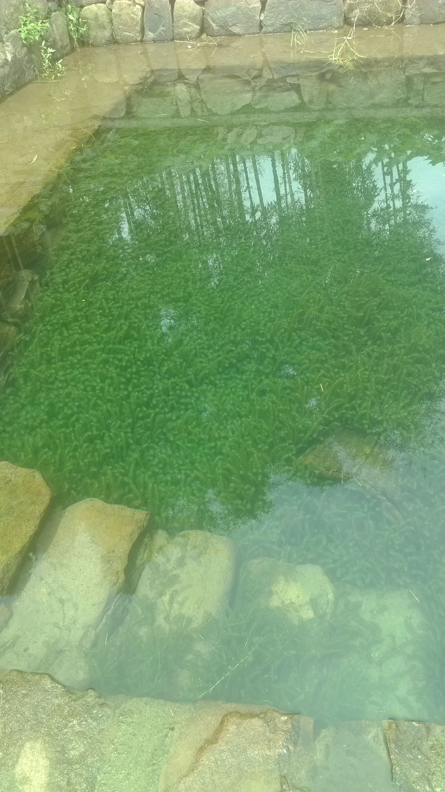 惊艳的水藻池塘