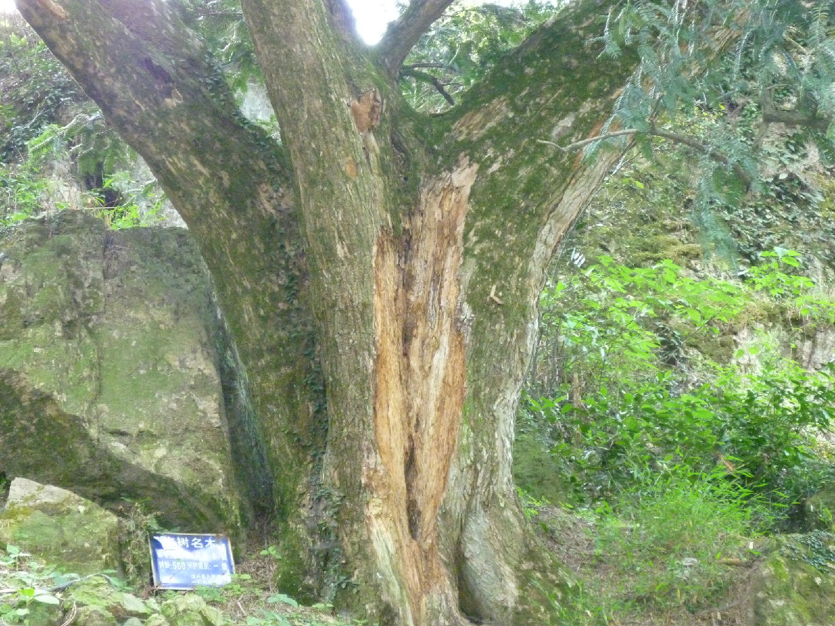 为四季常绿乔木, 树干挺拔,枝长扩展,雌雄异株,其果为著名的干果香榧
