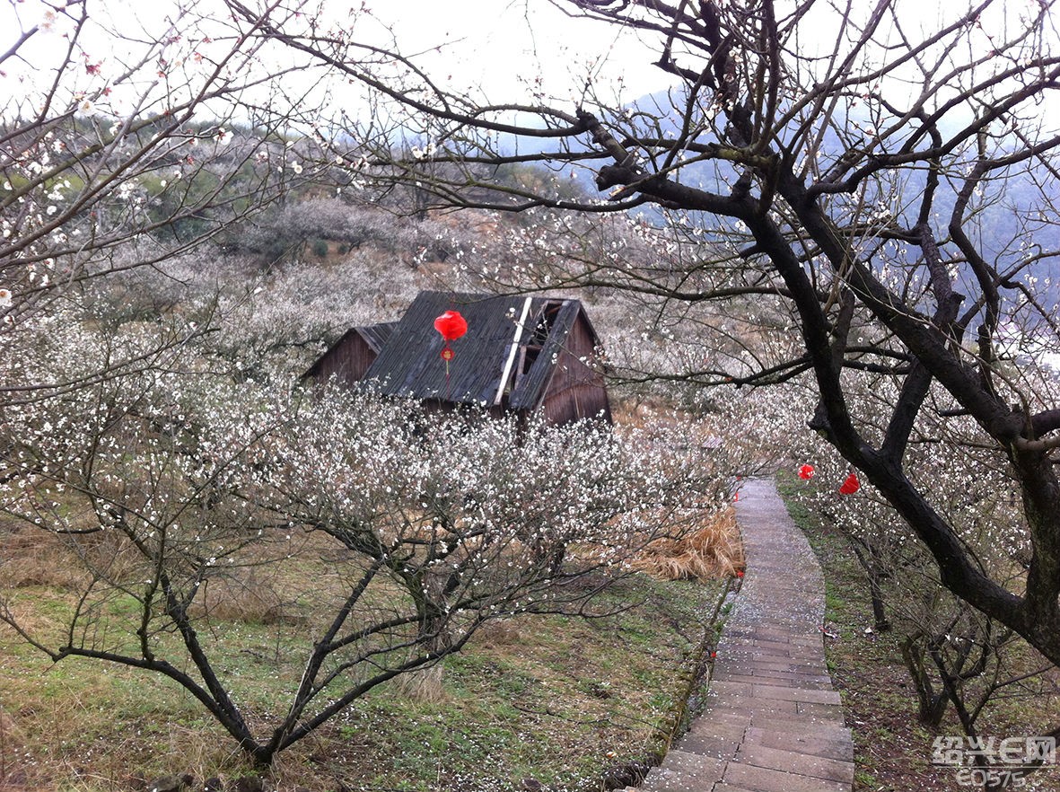 雨中漫步香雪梅海|图说绍兴(摄友圈) - 绍兴e网论坛 - 绍兴地方门户