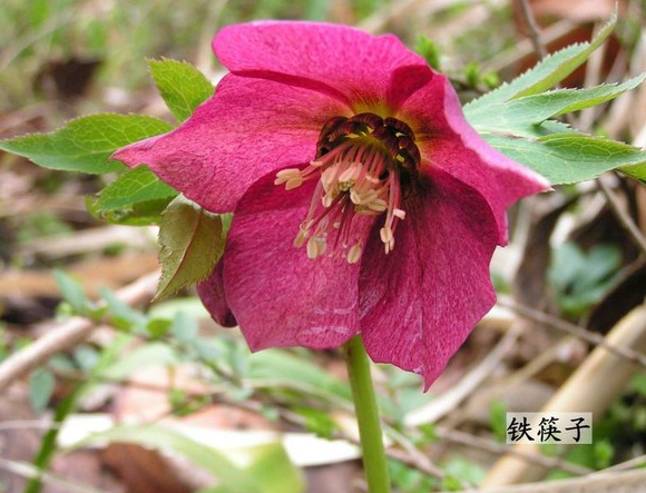 铁筷子花