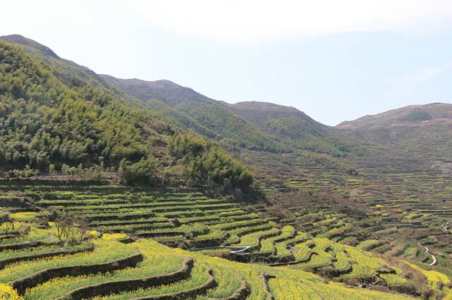 上虞区岭南乡覆卮山的千年梯田油菜花盛开