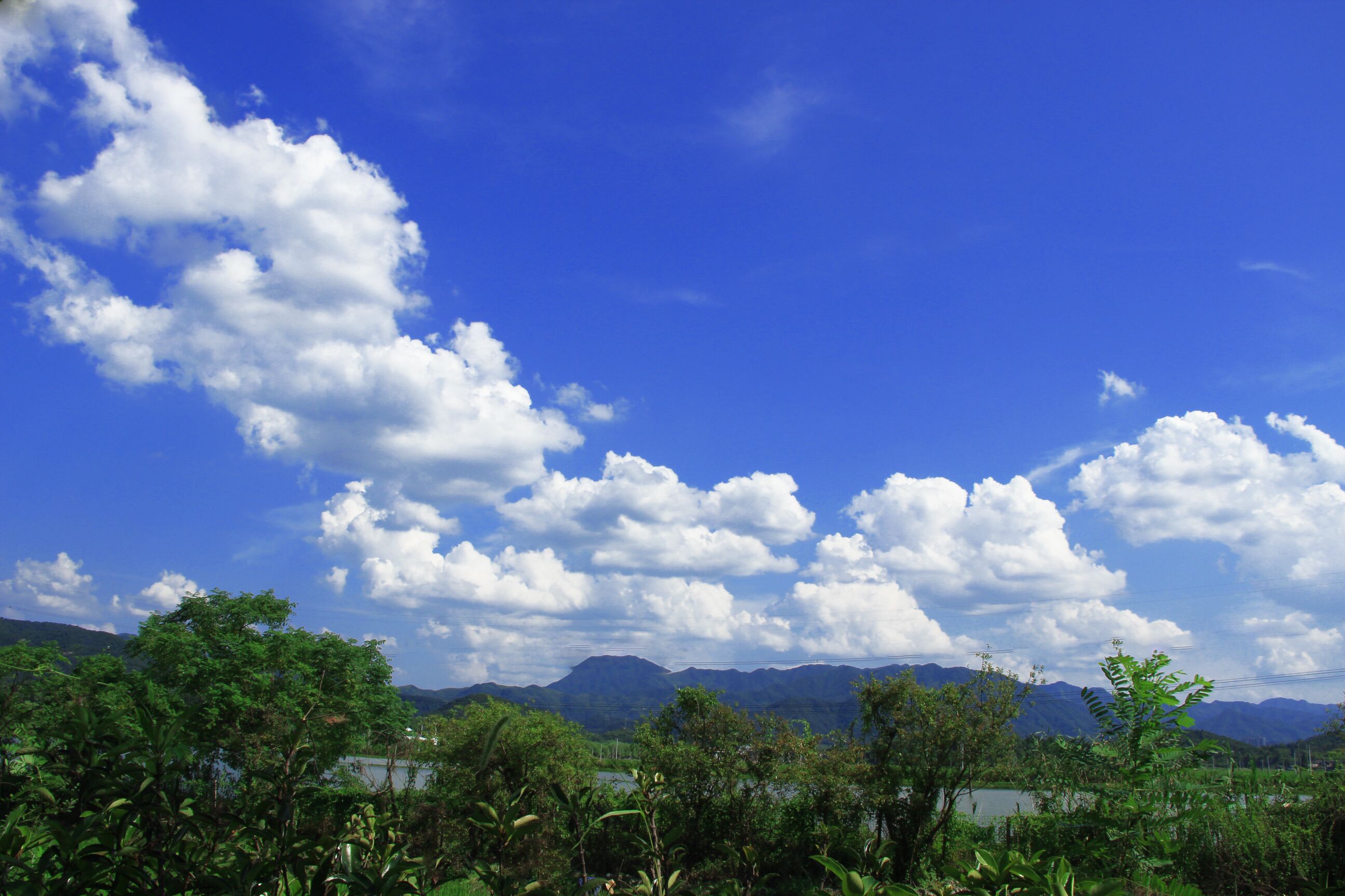 大暑美景,不容错过