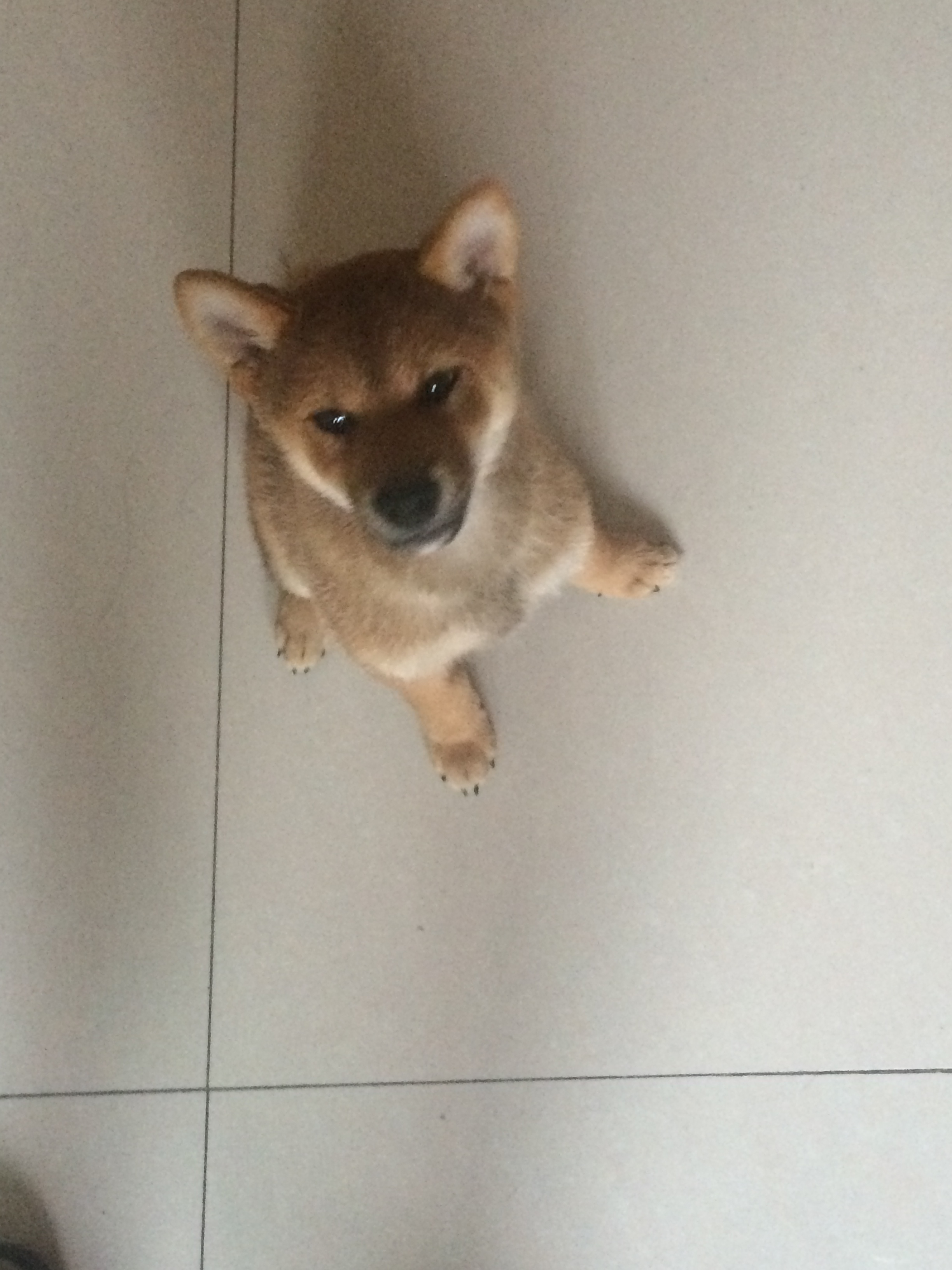 小日本土狗-柴犬成长记