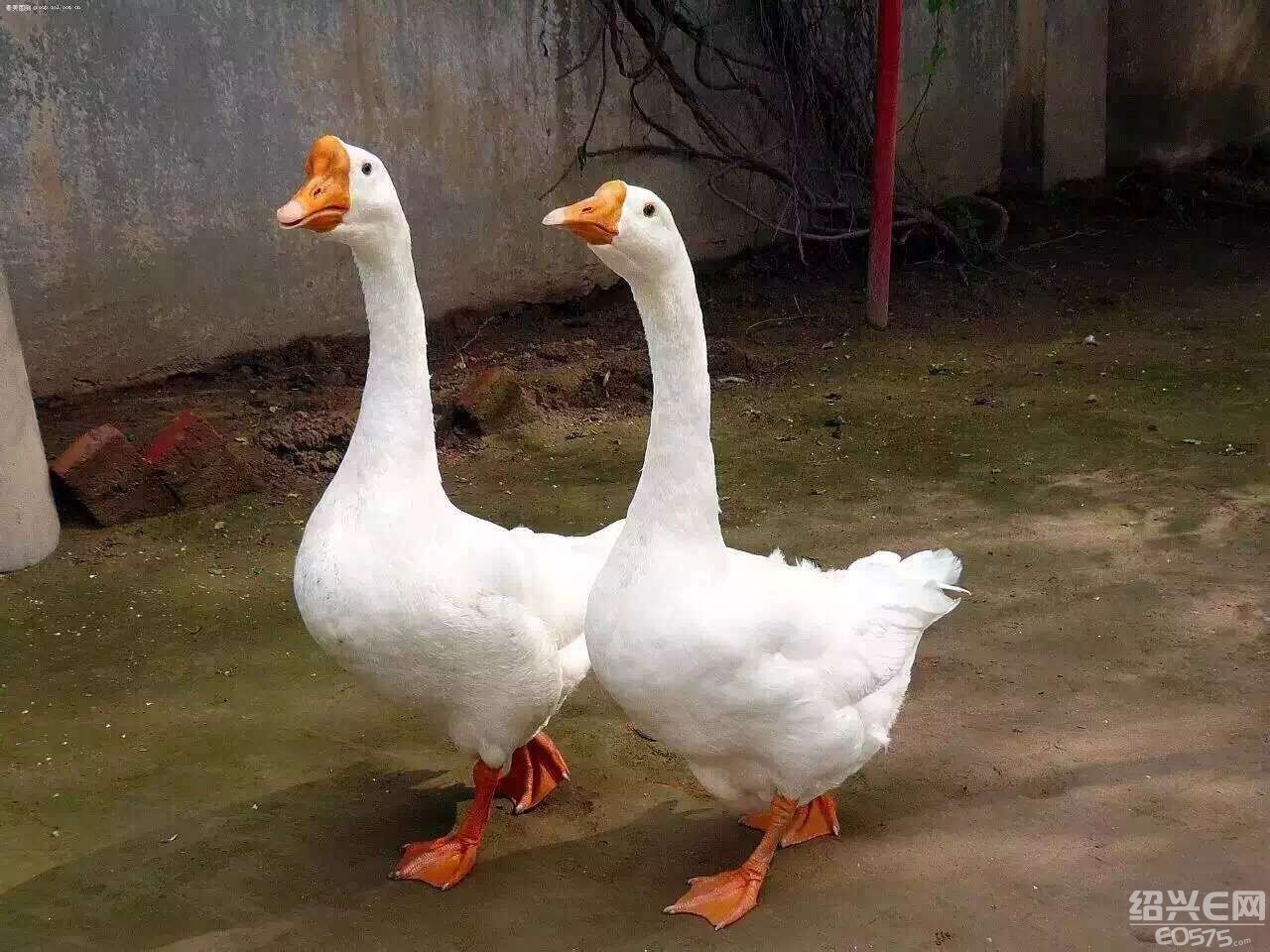 ,˳,ëŮ˵,Ͻ