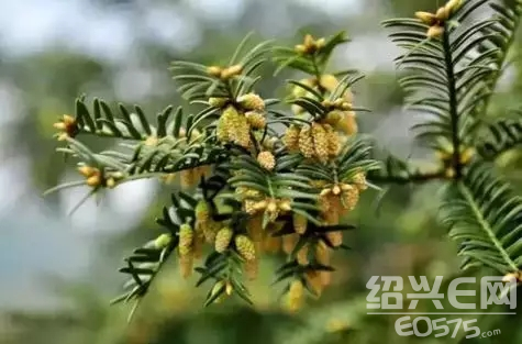 绍兴会稽山古香榧群系统古香榧群特点古香榧树数量众多,资源集中