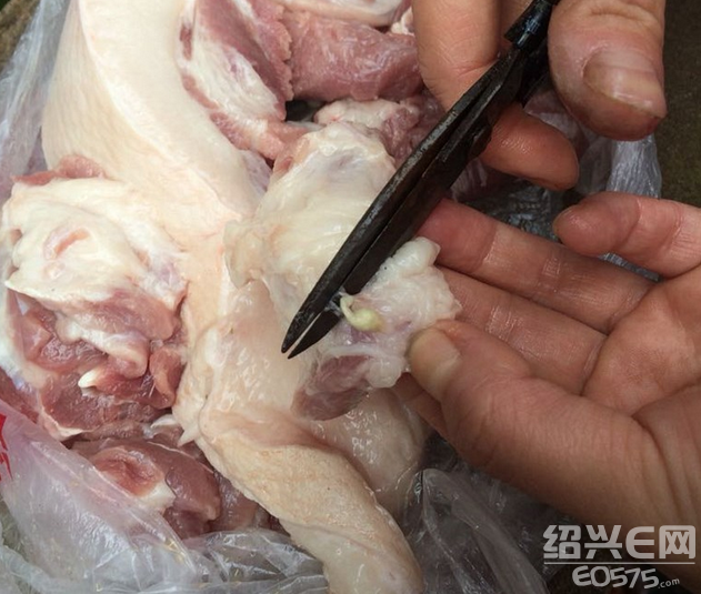 猪肉里埋着好多颗粒,剪开竟是"脓包"!
