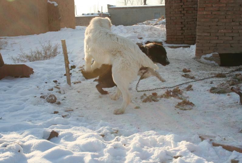 我哥们的中亚犬——白马(旁边黑色的是哈萨克牧羊犬,母犬,10个月)
