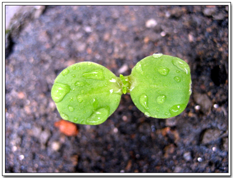 春天来了,种花种蔬菜~~~(先上花儿苗儿的照片)3月29日