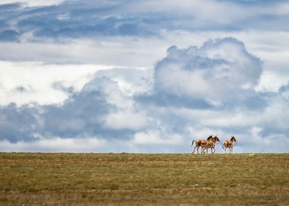 分享一个最新的笔记本显卡天梯图【转自百度贴