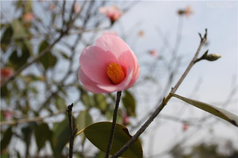 春天天气真好,花儿都开了,小舞心花也开啦