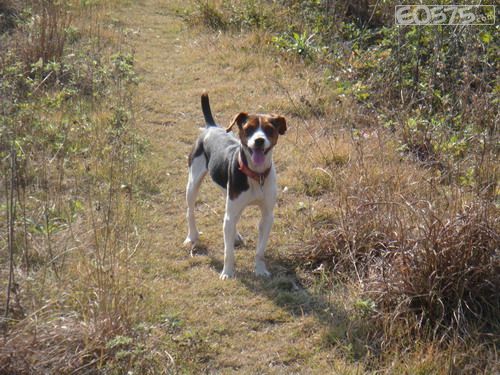 大太仓猎犬,太仓猎犬吧,太仓小猎犬(第2页)_大山谷图库
