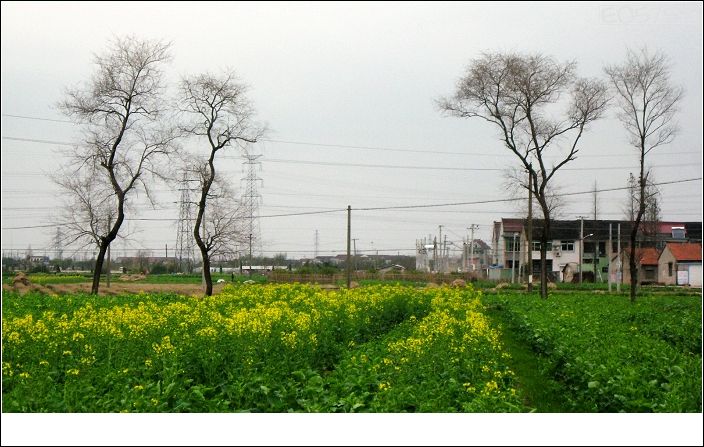 最爱东关村头油菜花