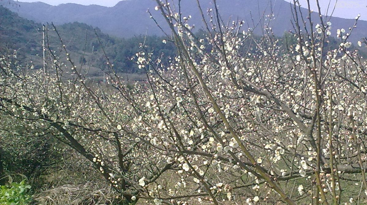 王坛东村十里梅廊,(第6页)_大山谷图库