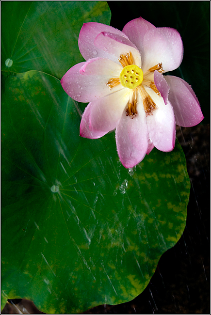 2010荷花片——雨荷(三)