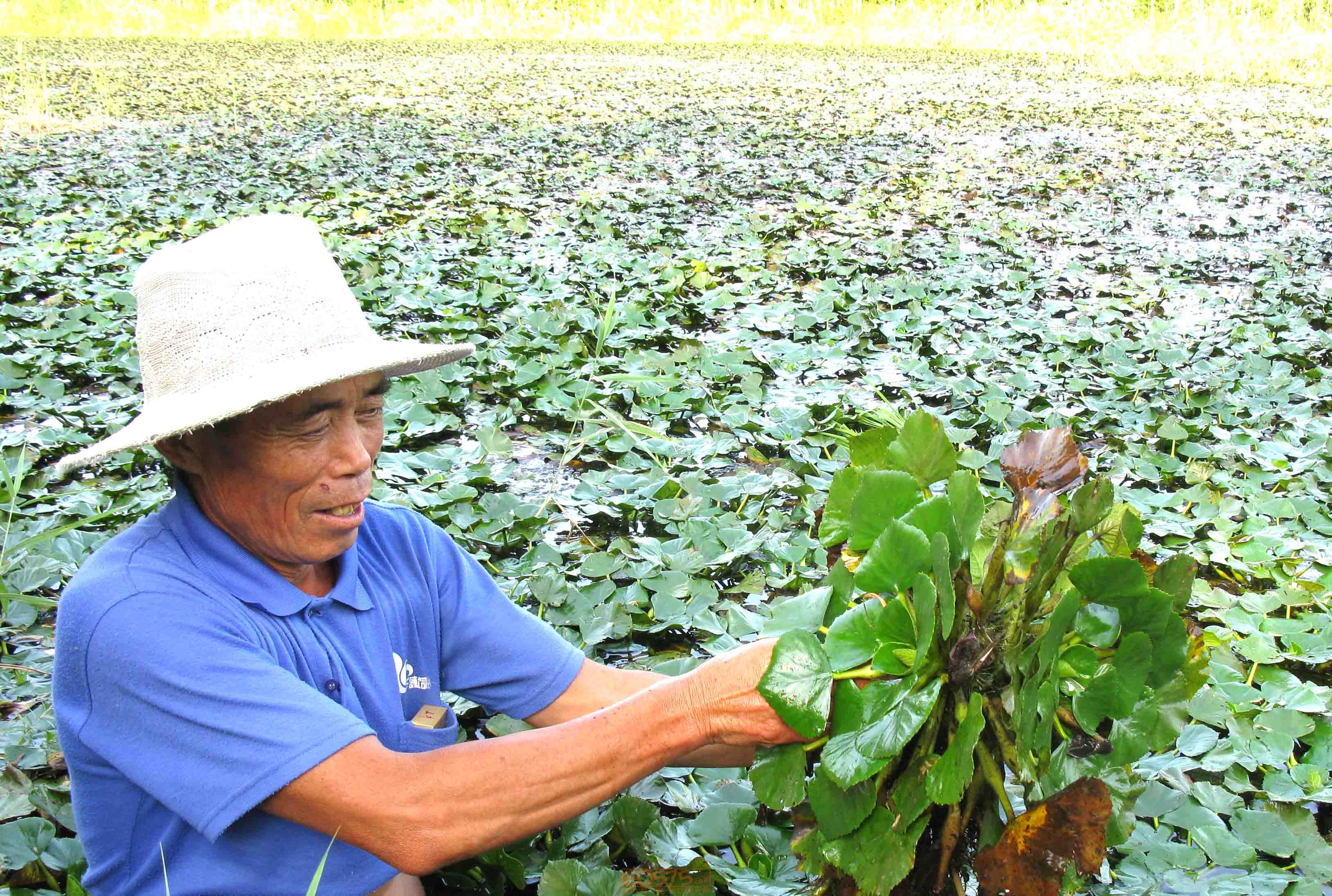 國慶了,採菱角了!