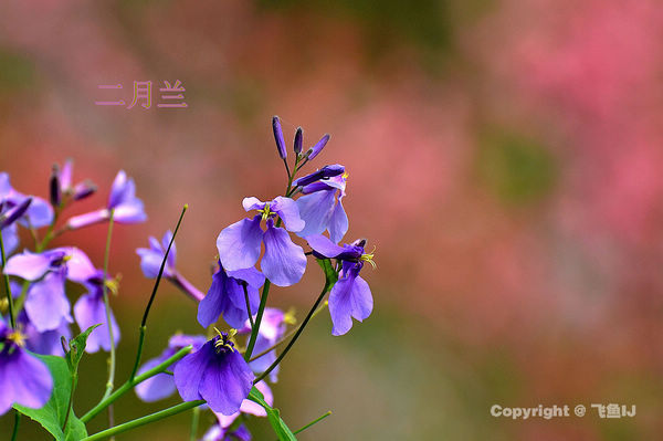 花事了—ニ月兰