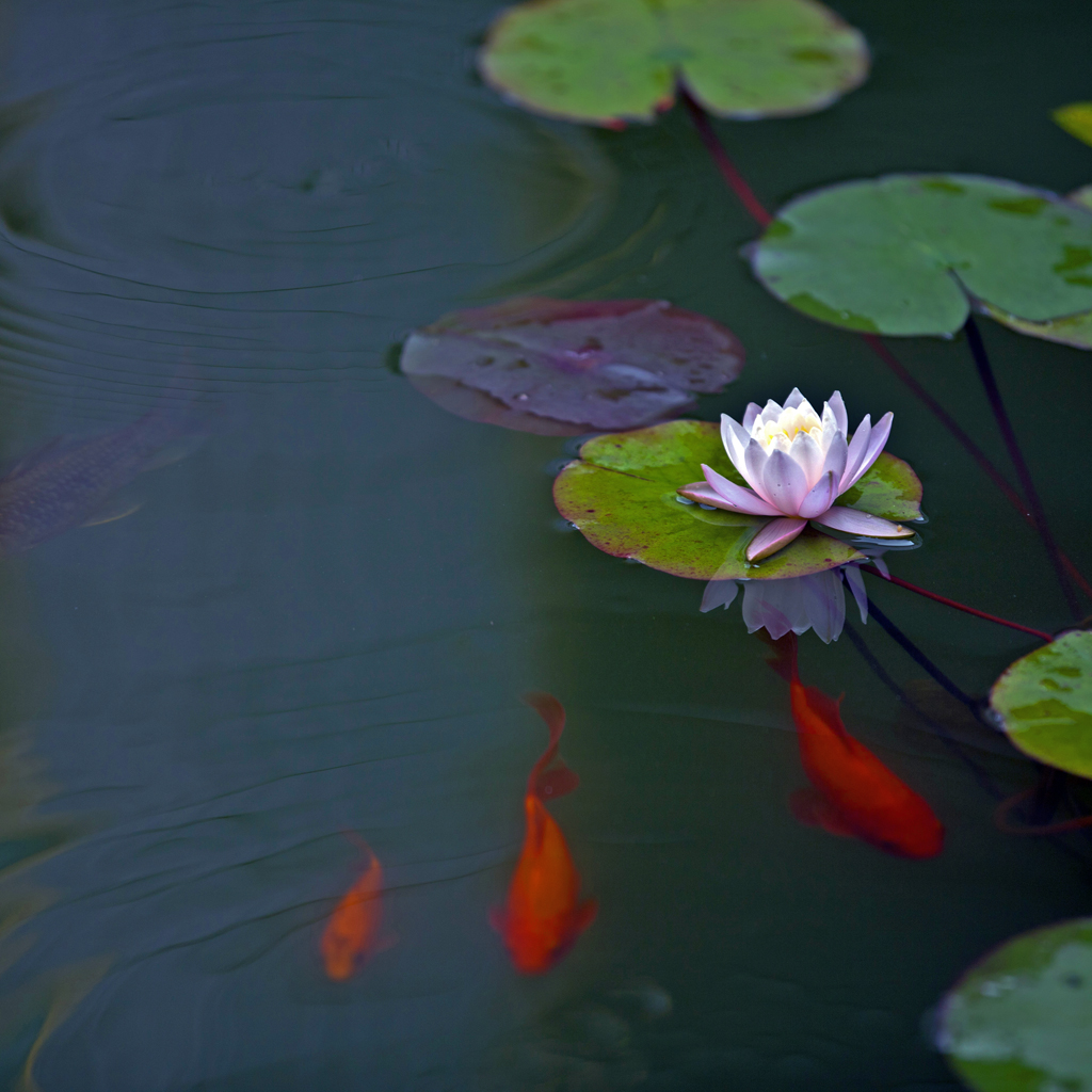 鯉魚戲蓮花