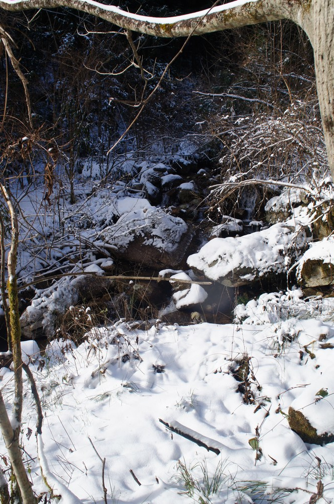 万类霜天竞自由——记2013年新年第一登 遂昌九龙山,白马山之行