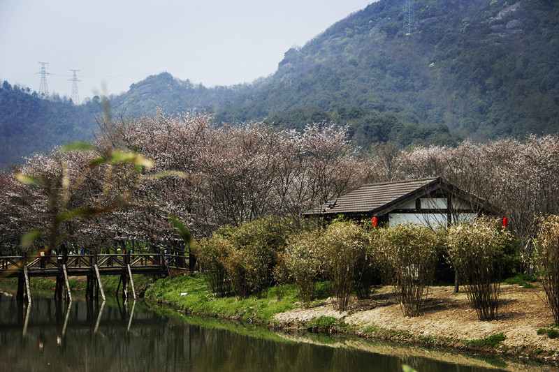 春——委宛山樱花节开|图说绍兴(摄友圈) - 绍兴e网论坛 - 绍兴地方