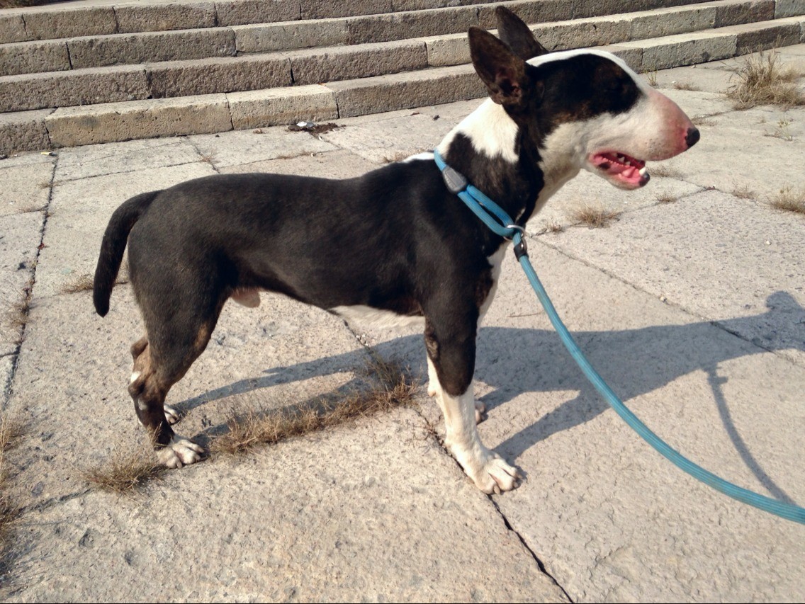 转-牛头梗-种公[多图]