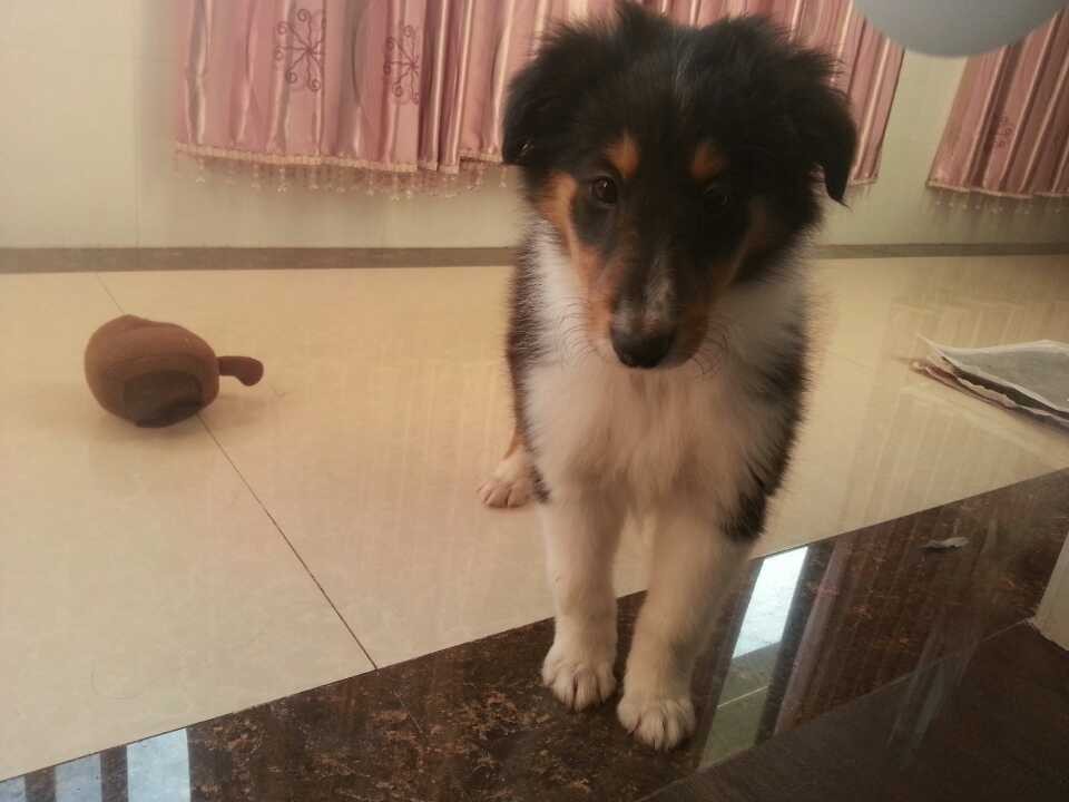 出售两个月小苏牧