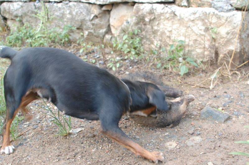 太仓猎犬图片,太仓小猎犬,广元猎犬_大山谷图库