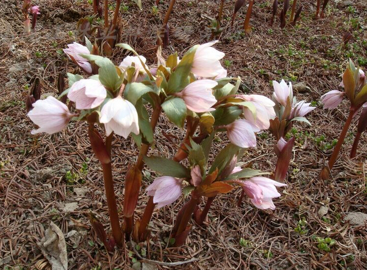 鐵筷子花