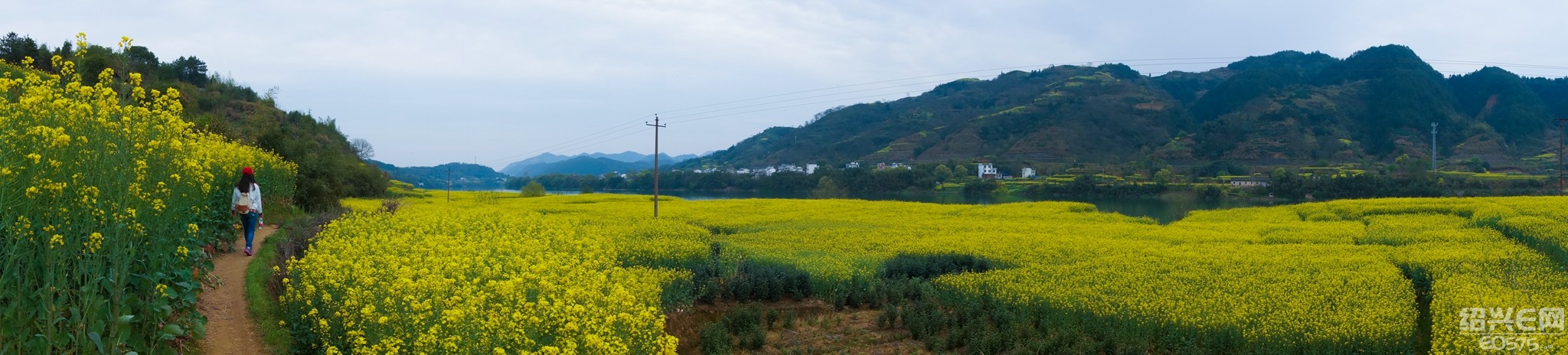 3月29日,滿城盡是油菜花,徽州新安江山水畫廊