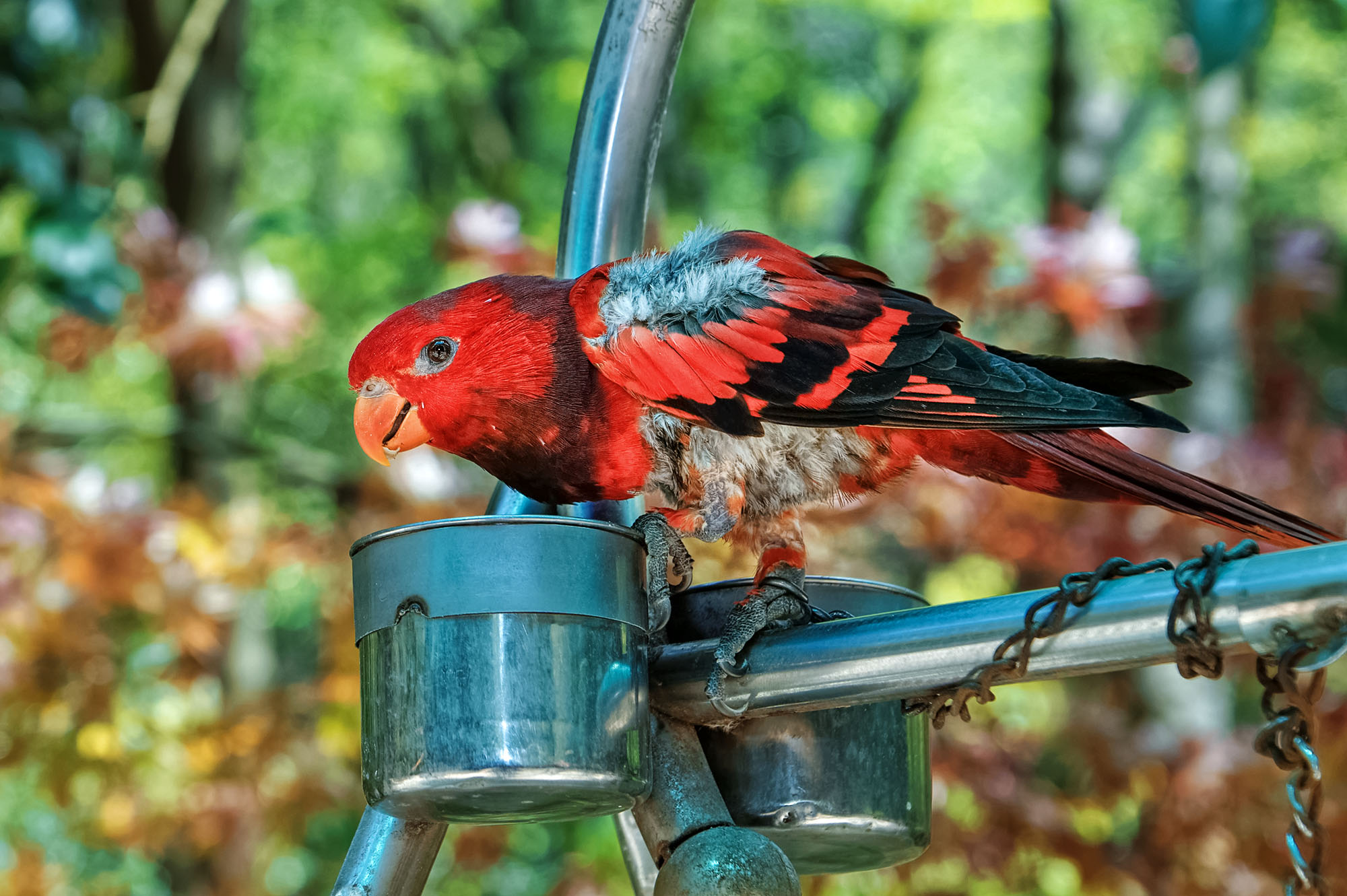 【好色】醉美绍兴之百鸟乐园的春天