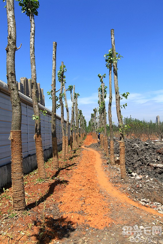 迪荡湖公园——铁路防护林景观带东北区块基本完成