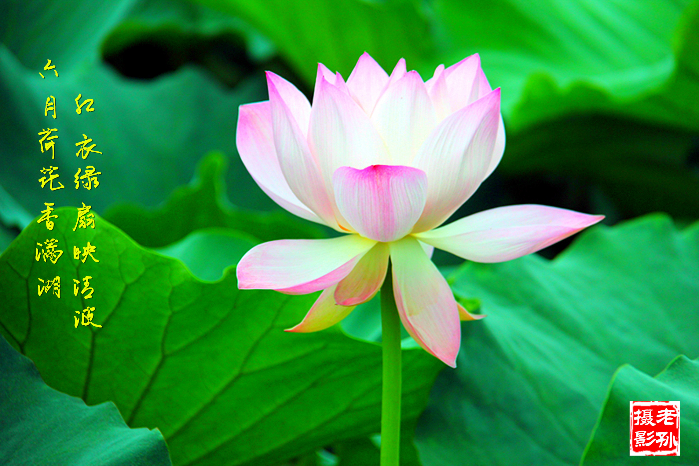 六月荷花香满湖 红衣绿扇映清波