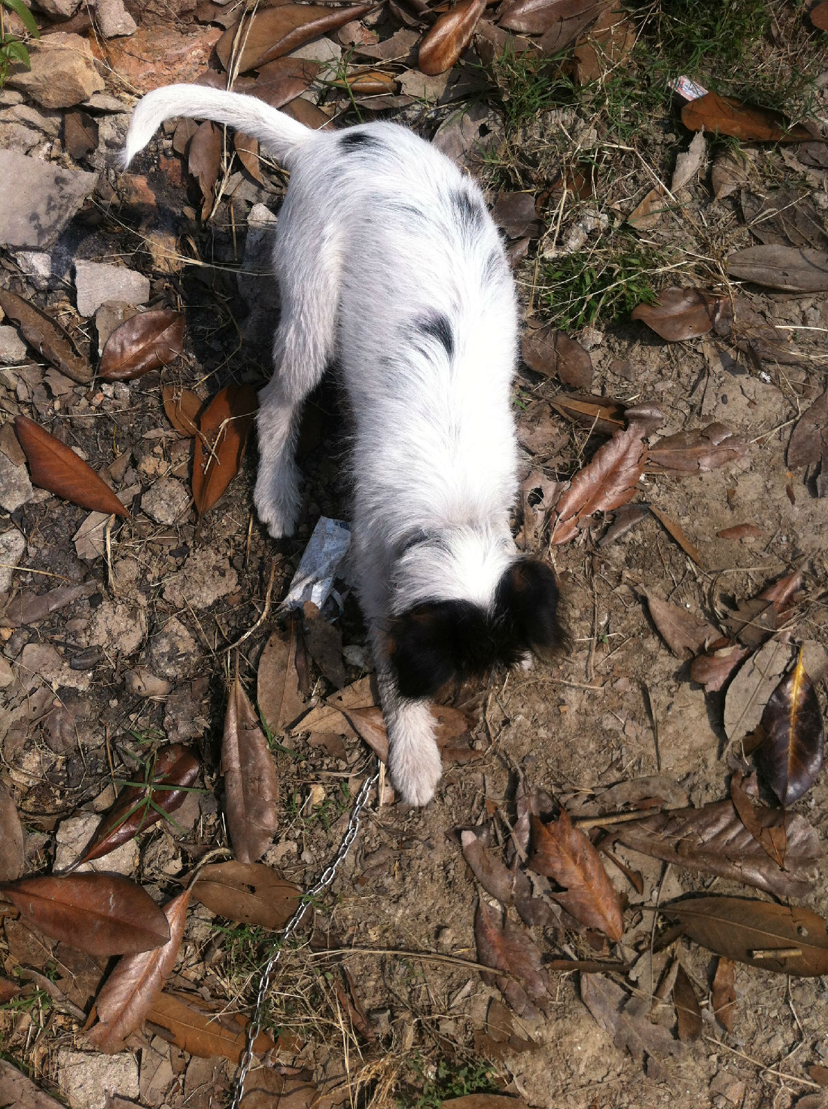 出条9个月大刚毛雄性太仓犬,懂猎狗的来看看