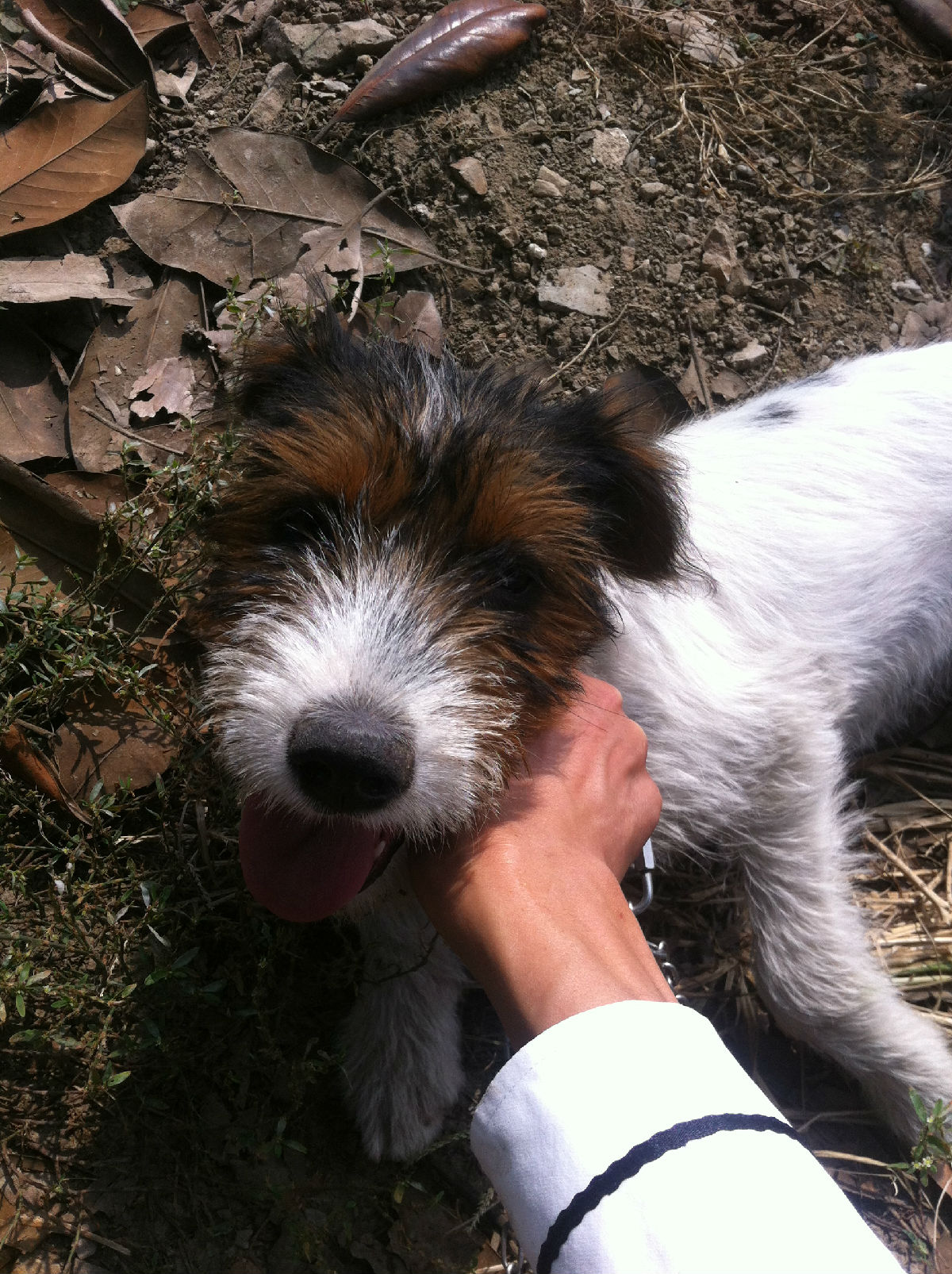 出条9个月大刚毛雄性太仓犬,懂猎狗的来看看